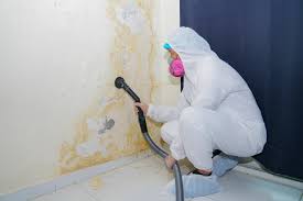 Best Mold Odor Removal Services  in Bayboro, NC